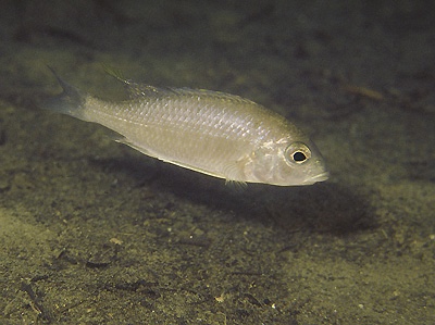 Placidochromis sp. 'electra mozambique' Lumessi
